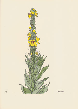 Los 3289 - Koch, Rudolf - Das Blumenbuch - 0 - thumb