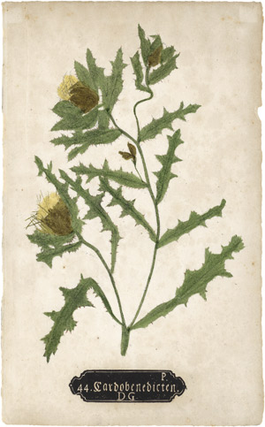 Lot 4063, Auction  112, Naturselbstdrucke, Plant studies
