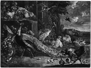 Los 5024 - Blooteling, Abraham - zugeschrieben - Der Pfau im Hühnerhof - 0 - thumb