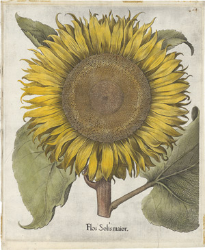 Los 5496 - Besler, Basilius - Flos Solisprolifer  - 0 - thumb