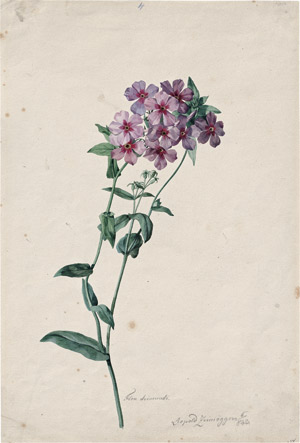 Los 6602 - Zinnögger, Leopold - Rosa blühender Phlox - 0 - thumb
