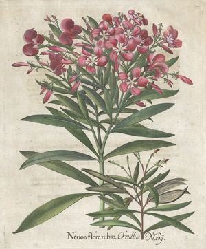 Lot 273, Auction  113, Besler, Basilius, Nerion flore rubro