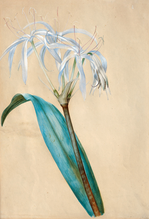 Lot 6619, Auction  119, Petter, Franz Xaver - Umkreis, Weiße Spinnenlilie (Crinum)