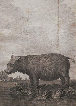 Los 23 - Sparrmann, Anders - Reise nach dem Vorgebirge - 1 - thumb