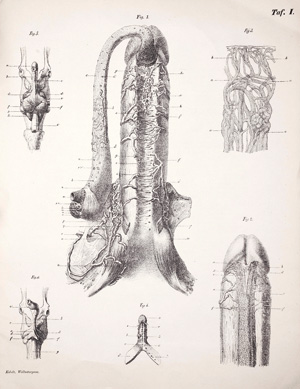 Lot 312, Auction  126, Kobelt, Georg Ludwig, Die männlichen und weiblichen Wollust-Organe des Menschen