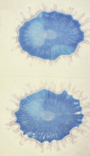 Los 352 - Runge, Friedrich Ferdinand - Der Bildungstrieb der Stoffe - 13 - thumb