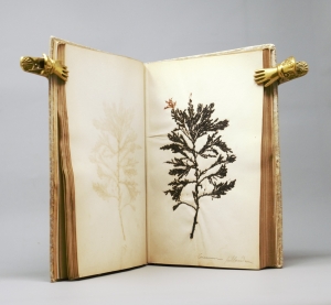 Los 370 - Königliche Algensammlung - A son altesse royale le duc d'aoste Vice-Admiral - 4 - thumb