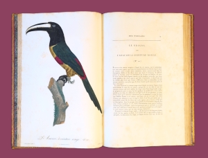 Los 372 - Levaillant, François - Histoire naturelle des oiseaux. Paris 1801-1818 - 29 - thumb
