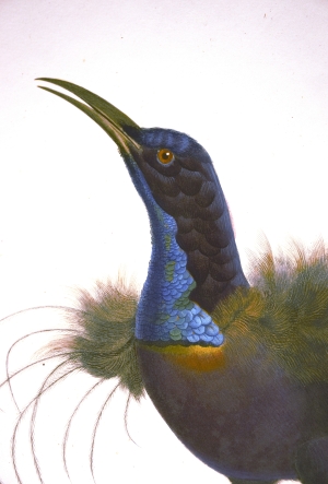 Los 372 - Levaillant, François - Histoire naturelle des oiseaux. Paris 1801-1818 - 32 - thumb