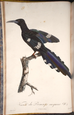 Los 372 - Levaillant, François - Histoire naturelle des oiseaux. Paris 1801-1818 - 33 - thumb