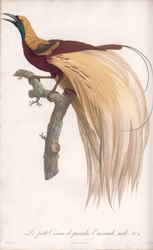 Lot 372, Auction  126, Levaillant, François, Histoire naturelle des oiseaux. Paris 1801-1818