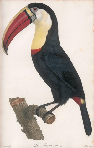 Los 372 - Levaillant, François - Histoire naturelle des oiseaux. Paris 1801-1818 - 2 - thumb