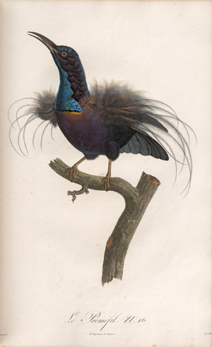 Los 372 - Levaillant, François - Histoire naturelle des oiseaux. Paris 1801-1818 - 5 - thumb