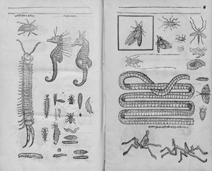 Los 376 - Moffet, Thomas - Insectorum sive Minimorum Animalium Theatrum - 1 - thumb