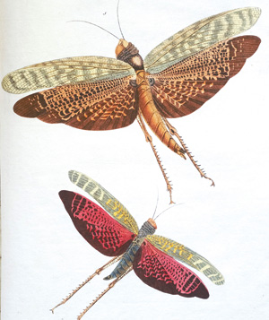 Lot 385, Auction  126, Stoll, Caspar, Natuurlyke Afbeeldingen en Beschryvingen der Spooken. Amsterdam, J. C. Sepp, 1787