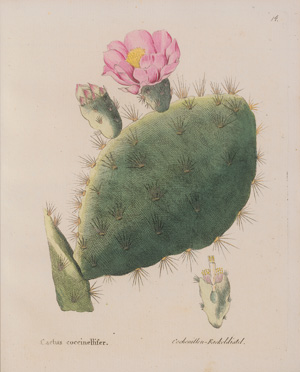 Los 386 - Vietz, Ferdinand Bernhard - Icones plantarum - 4 - thumb