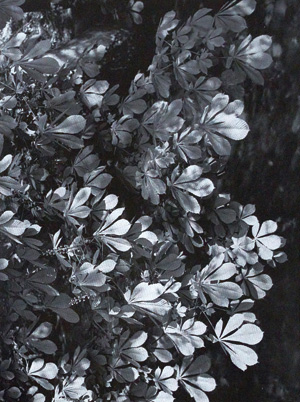 Lot 3439, Auction  126, Renger-Patzsch, Albert, Bäume (und:) Gestein. 2 Bände. Ingelheim 1962-1966