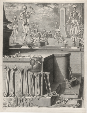 Lot 5169, Auction  126, Martínez y Sorlí, Crisóstomo Alejandrino José, Anatomische darstellungen zur Myologie und zur Osteopathie