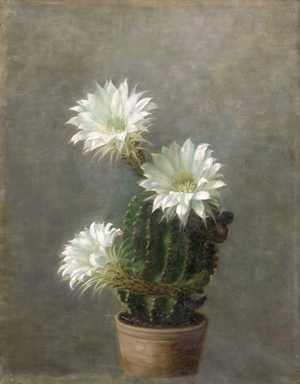 Lot 6161, Auction  126, Dänisch, um 1920. Blühender Echinopsis Kaktus