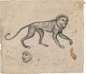 Lot 6500, Auction  126, Nordeuropäisch, wohl 16. Jh. Studienblatt mit Meerkatze