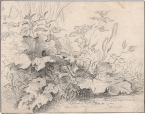 Lot 6530, Auction  126, Berchem, Nicolaes - zugeschrieben, Terrainstudie mit großen Blattpflanzen