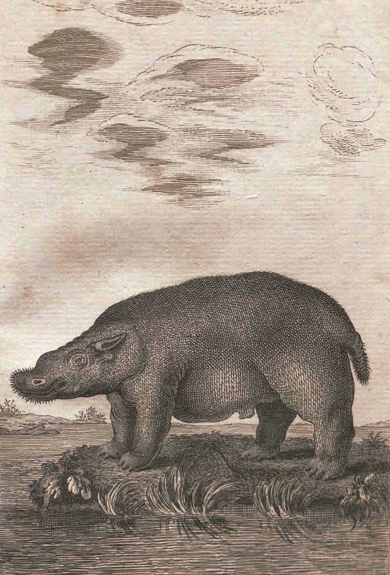 Lot 23, Auction 126, Sparrmann, Anders, Reise nach dem Vorgebirge