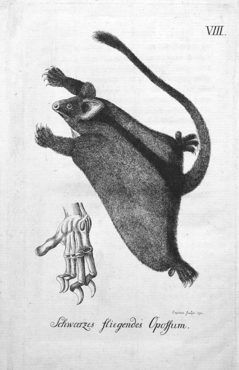 Lot 70, Auction 126, Phillips, Arthur, Reise nach der Botany-Bay