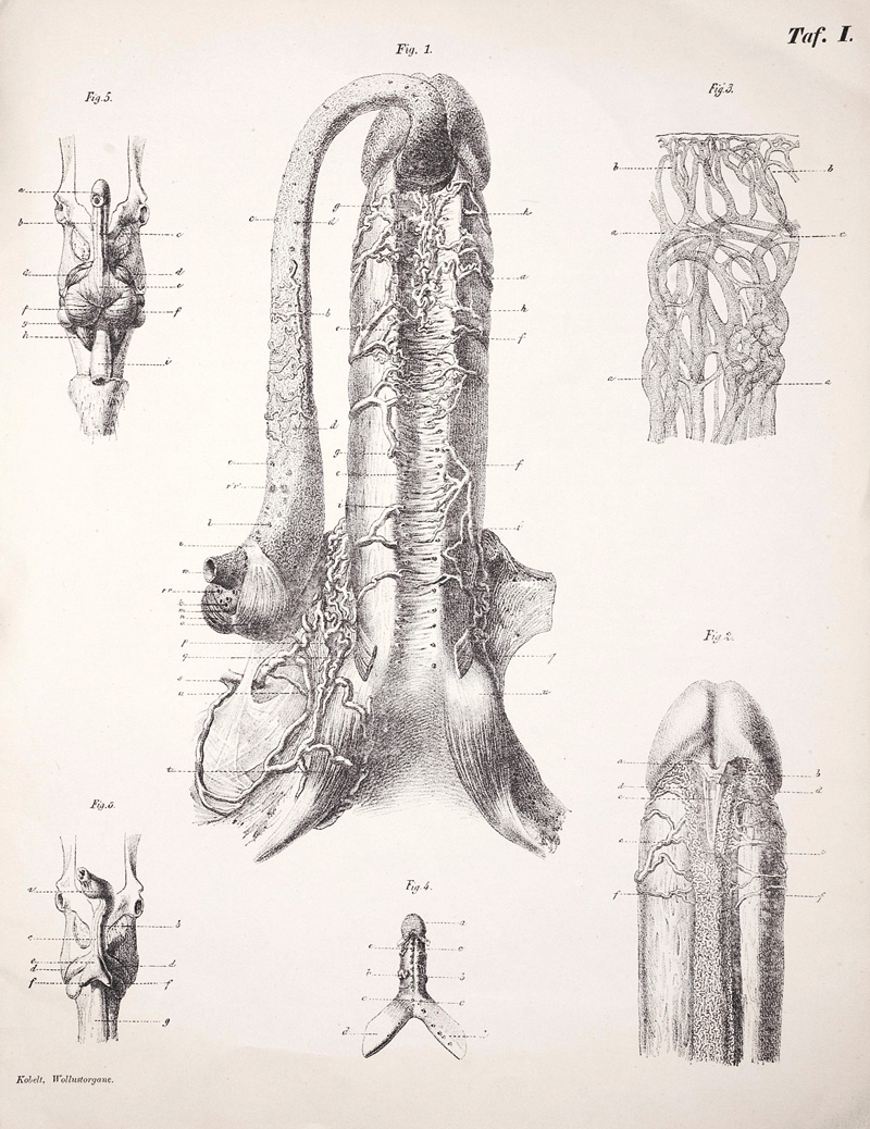 Lot 312, Auction 126, Kobelt, Georg Ludwig, Die männlichen und weiblichen Wollust-Organe des Menschen