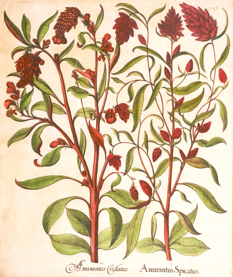 Lot 362, Auction 126, Besler, Basilius, I. Amarantus Spicatus. II. Amarantus Cristatus