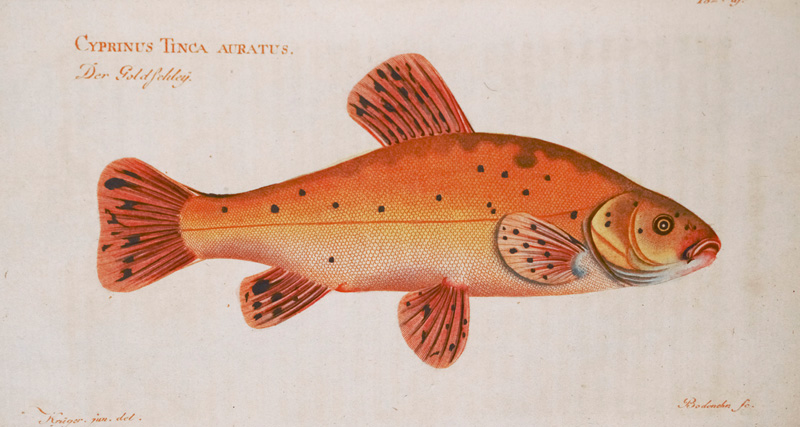 Lot 363, Auction 126, Bloch, Marcus E., Ökonomische Naturgeschichte der Fische Deutschlands