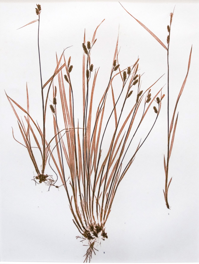 Lot 368, Auction 126, Ettingshausen, Constantin von und Pokorny, Alois, Carex pallescens Linn
