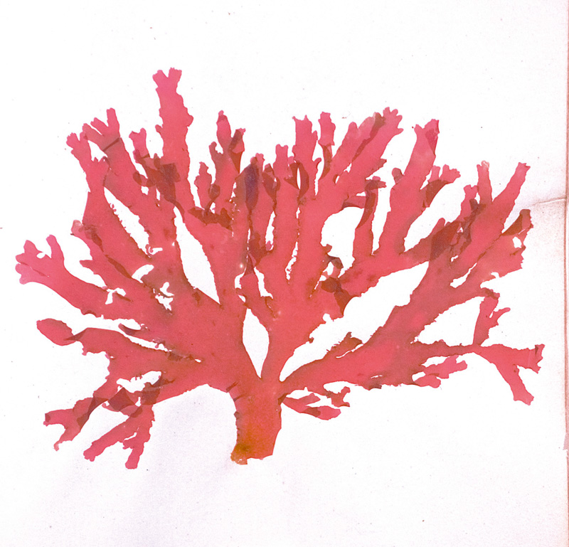 Lot 370, Auction 126, Königliche Algensammlung, A son altesse royale le duc d'aoste Vice-Admiral