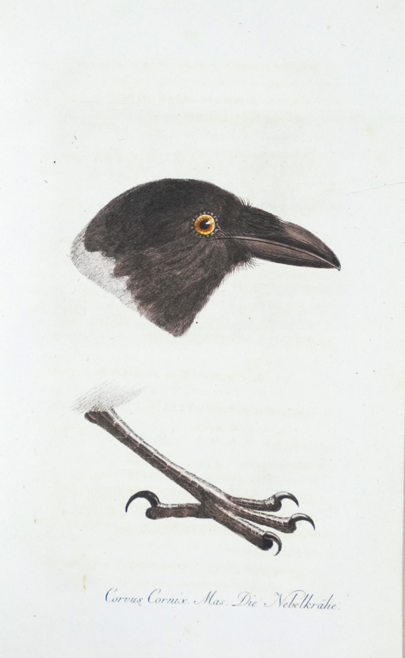 Lot 375, Auction 126, Meyer, B. und J. Wolf, Taschenbuch der deutschen Vögelkunde