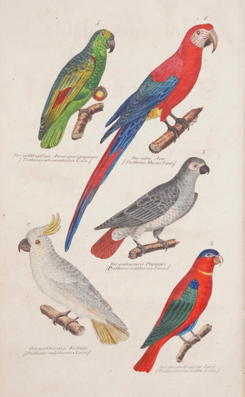 Lot 377, Auction 126, Ornithologie, Sammlung von 12 Werken in 20 Bänden mit zusammen mehr als 650 Kupferfateln