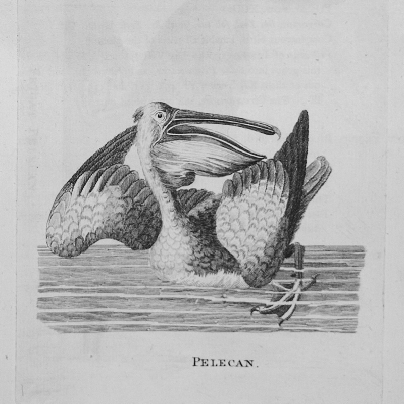 Lot 378, Auction 126, Pennant, Thomas, Genera of birds