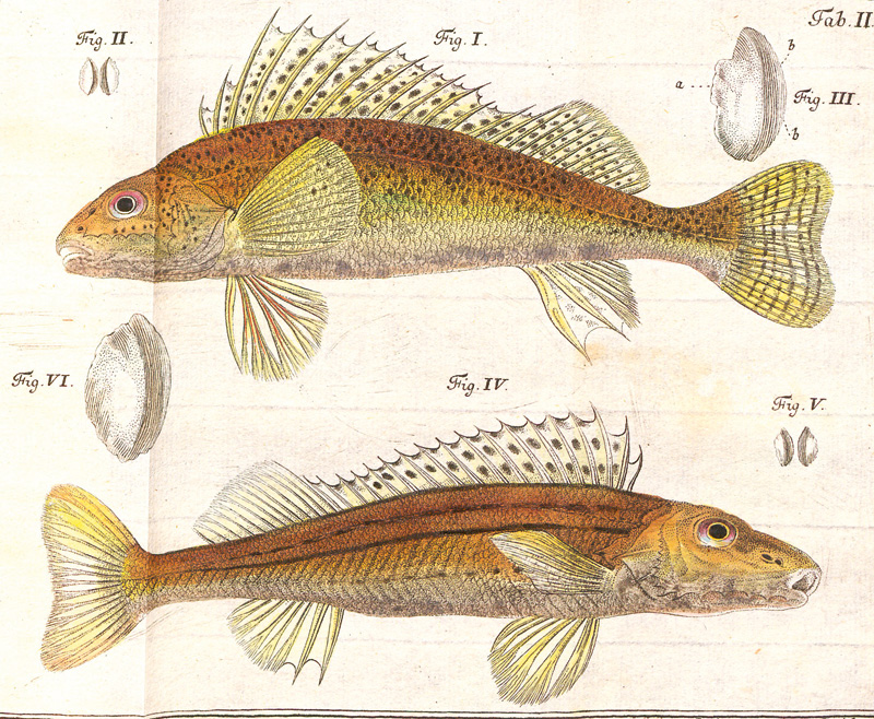 Lot 383, Auction 126, Schäffer, Jakob Christian, Piscium Bavarico-Ratisbonensium pentas