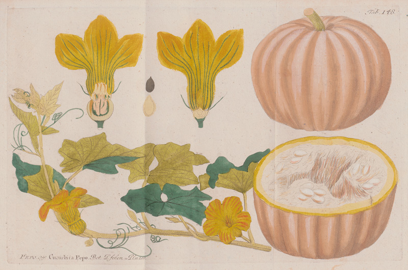 Lot 386, Auction 126, Vietz, Ferdinand Bernhard, Icones plantarum