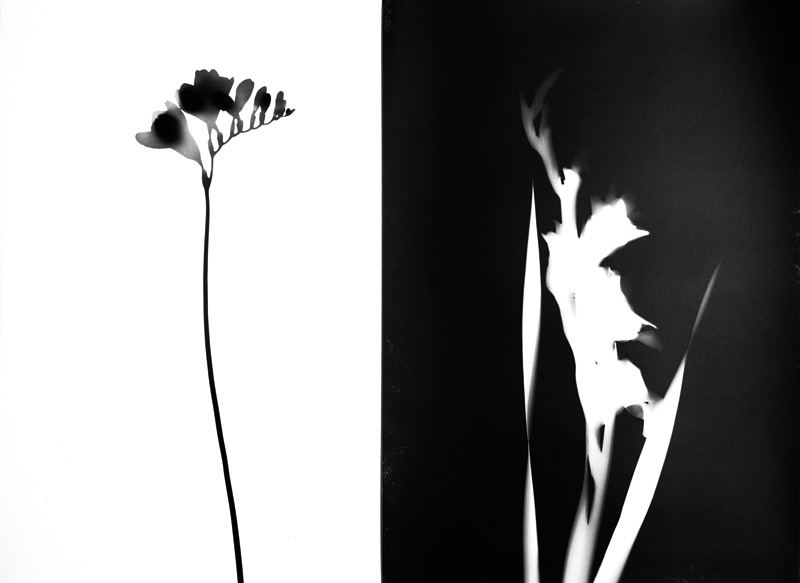 Lot 3432, Auction 126, Neusüss, Floris Michael, Vier Blütenfotogramme