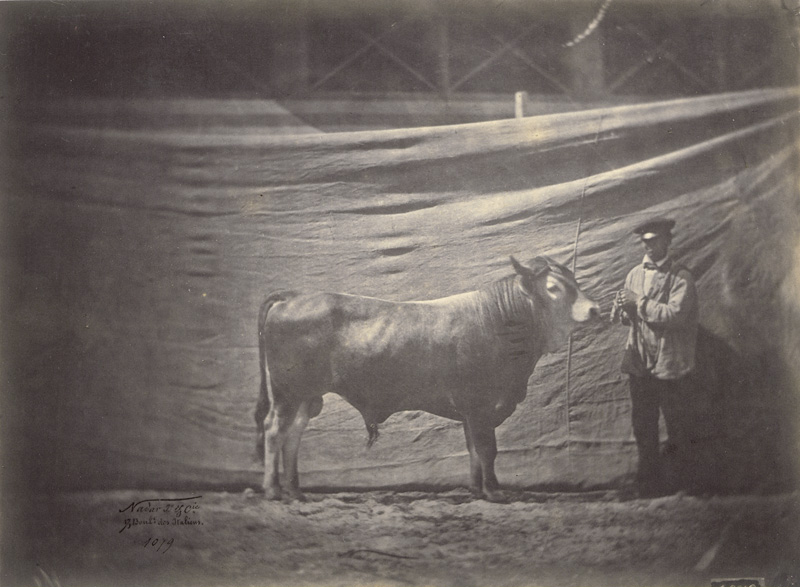 Lot 4073, Auction 126, Nadar jeune, Taureau Landais