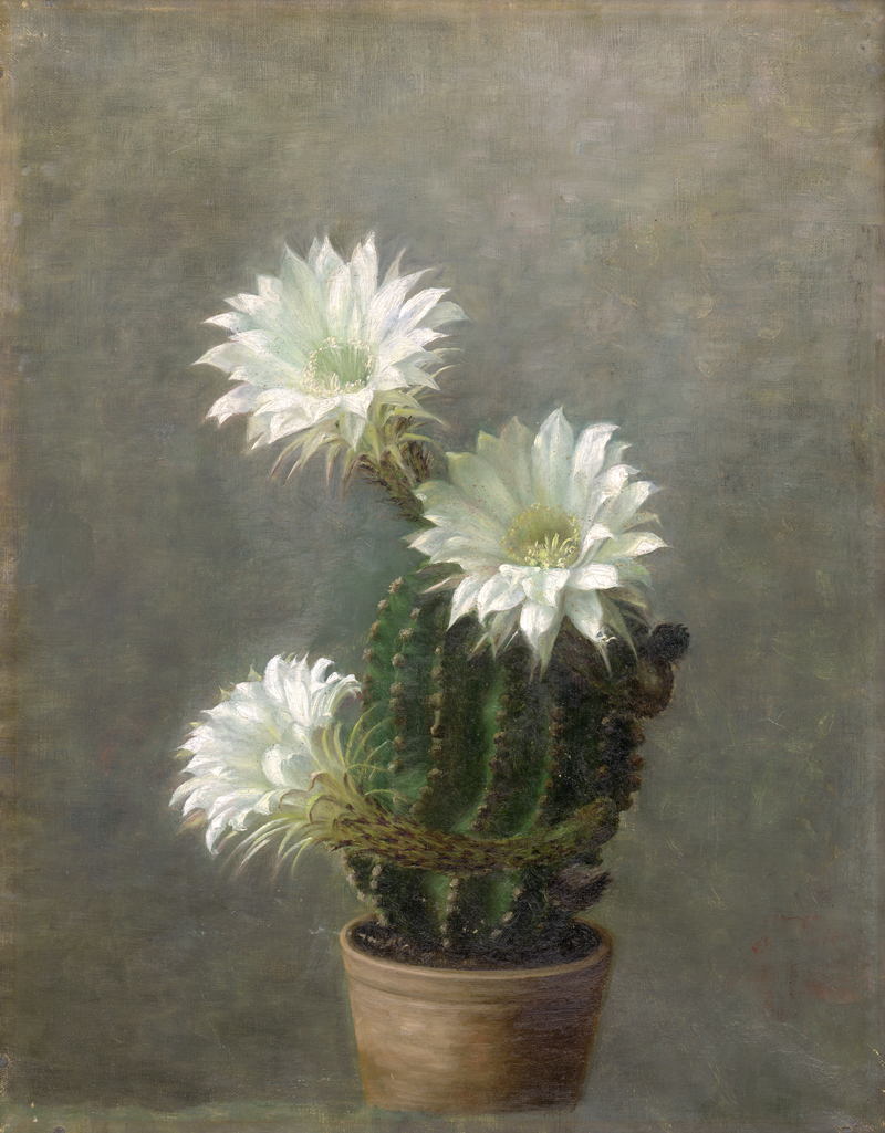 Lot 6161, Auction  126, Dänisch, um 1920. Blühender Echinopsis Kaktus