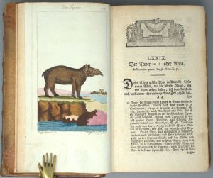 Los 347 - Buffon, Georges Louis Leclerc Comte de - Allgemeine Naturgeschichte. Fünfter (-Siebenter u. letzter)  Theil - 4 - thumb