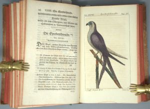 Los 348 - Buffon, Georges Louis Leclerc Comte de - Naturgeschichte der vierfüßigen Thiere [und:] Vögel.  - 4 - thumb