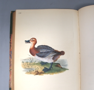 Los 350 - Donovan, Edward - The natural history of British birds, Band VII - 3 - thumb