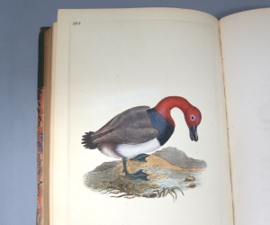 Los 350 - Donovan, Edward - The natural history of British birds, Band VII - 4 - thumb
