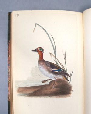 Los 350 - Donovan, Edward - The natural history of British birds, Band VII - 6 - thumb