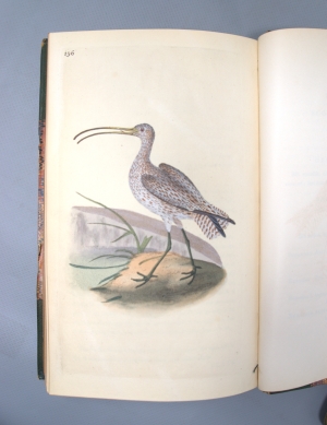 Los 350 - Donovan, Edward - The natural history of British birds, Band VII - 7 - thumb