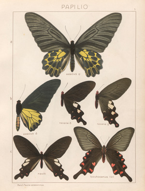 Lot 361, Auction  127, Seitz, Adalbert, Die Groß-Schmetterlinge der Erde, 1906-1924