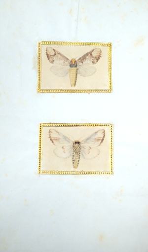 Los 362 - Spätbiedermeierliche Sammlung von ca. 135  aquarellierten Naturselbstdrucken - von verschiedenen Schmetterlingen und Motten - 4 - thumb