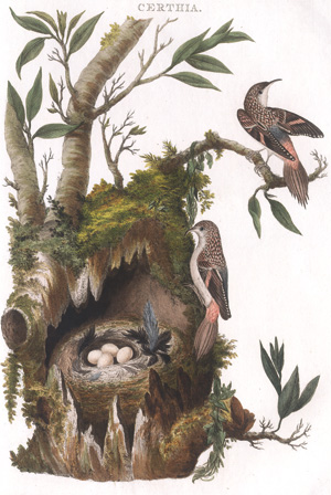 Lot 364, Auction  127, Vögel, "Certhia" und "Tringilla, domnestica"