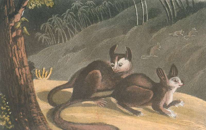 Lot 63, Auction  127, Shoberl, Frederick, The World in Miniature: Africa, containing a description of the manners and customs